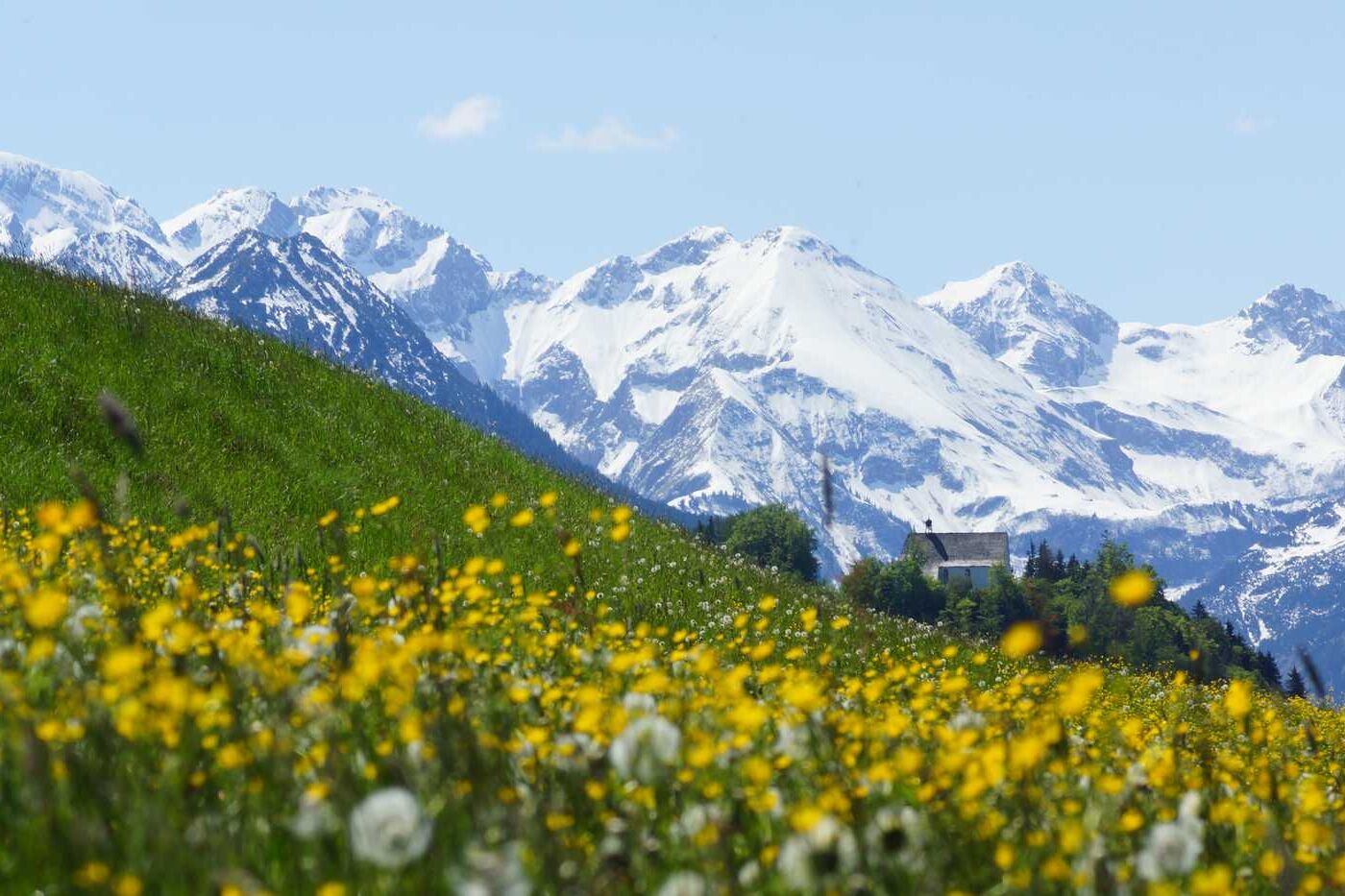 Eine blühende Wiese im Frühjahr mit der Schöllanger Burg und den verschneiten Alpen im Hintergrund