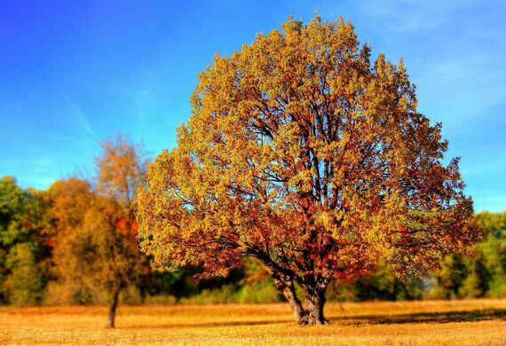 A tree in the fall with yellow and orange leaves in an open area