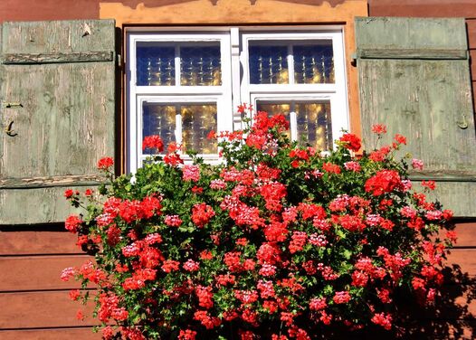A large flower box with lots of red flowers in front of a window of a mountain hut