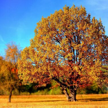 A tree in the fall with yellow and orange leaves in an open area