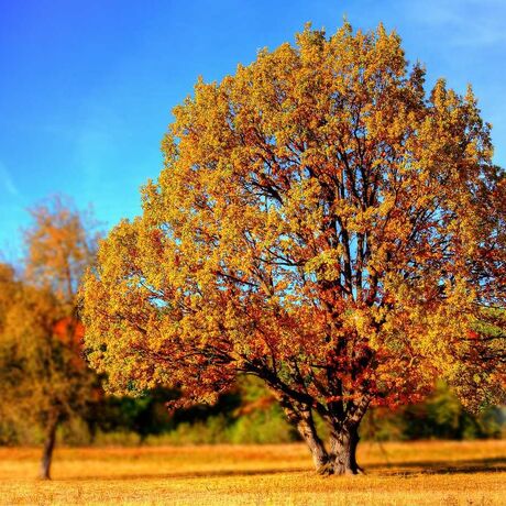 Ein Baum im Herbst mit gelben und orangenen Blättern auf einer freien Fläche