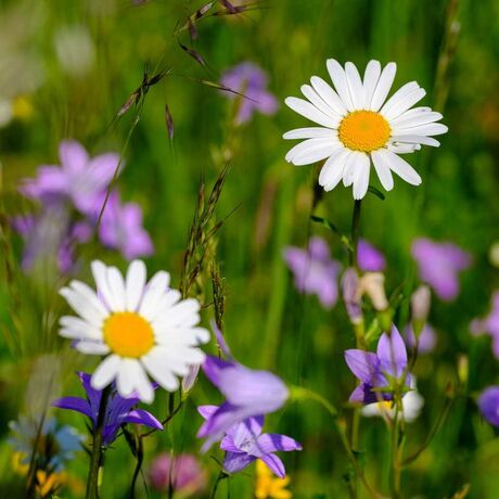 Eine blühende Blumenwiese mit weißen, gelben und lilanen Blumen