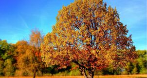 A tree in the fall with yellow and orange leaves in an open area
